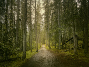 A straight path through a dense forest